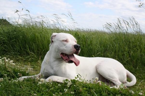 Perra cariñosa de raza: Dogo Argentino, hembra de un año