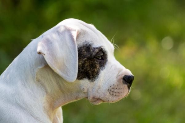 Perra cariñosa de raza: Dogo Argentino, hembra de un año