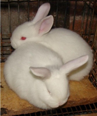 Lindos Conejos conejitos
